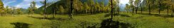 Ahornboden maple forest in Hinterriss (Tyrol, Austria)