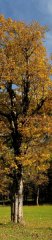 Ahornboden maple forest in Hinterriss (Tyrol, Austria)