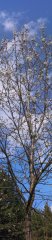 Blooming cherry tree in Rum near Innsbruck (Tyrol, Austria)