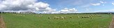 The Sheeps of Villeneuve Castle (Languedoc-Roussillon, France)