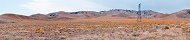 Field of poppies in bloom at Gorman (California, USA)