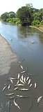 Crocodiles From Tarcoles River Bridge (Tarcoles, Costa Rica)