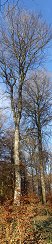 Tree in Ecouves Forest in Saint-Nicolas-des-Bois (Orne, France)