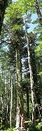 Araucaria in Huerquehue National Park (Northern Patagonia, Chile)