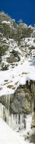 Chamois on a rocky slope in Lech Valley (Tyrol, Austria)