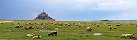 Mont-Saint-Michel and Sheep Field (Beauvoir, Manche, France)