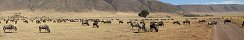 Wildebeests Migrating in Ngorongoro Crater (Ngorongoro Conservation Area, Tanzania)