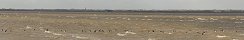 Canada Geese by the Sea (Gfosse-Fontenay, Calvados, France)