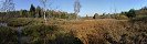 Wet Meadow near Balnica (Bieszczady, Poland)