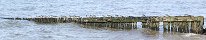 Ruddy Turnstones on an Old Groyne (Grandcamp-Maisy, Calvados, France)