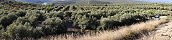 Sea of Olive Trees in Ubeda (Spain)