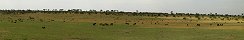 Wildebeests Grazing on the Serengeti (Tanzania)